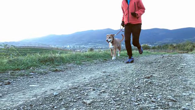 活跃的成年妇女和她的狗在早上跑步视频素材