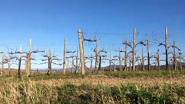 活跃的成年女性跑过葡萄园视频素材