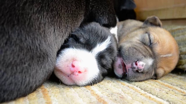 美国斯塔福德郡小犬视频素材