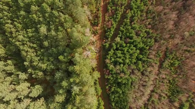 鸟瞰图:秋天巴伐利亚森林里的小路视频素材