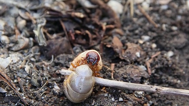 地面上的金龟子幼虫视频素材