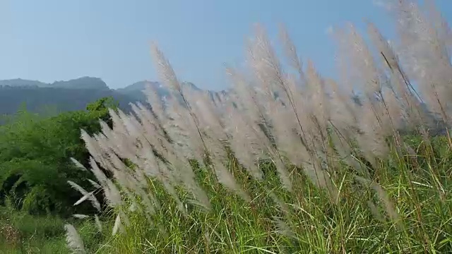 风吹着白草。视频素材