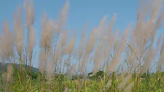 风吹着白草。视频素材