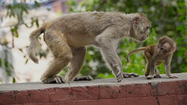 雌猴与幼崽视频素材