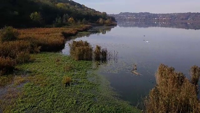 阿尔塞里奥湖甘蔗灌丛视频素材