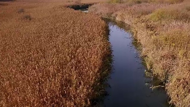 阿尔塞里奥湖甘蔗灌丛视频素材