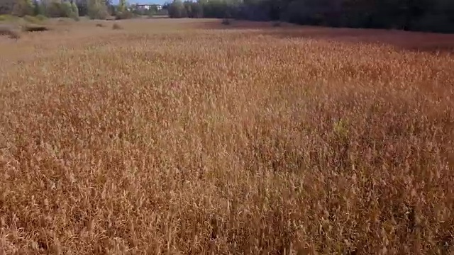 阿尔塞里奥湖甘蔗灌丛视频素材