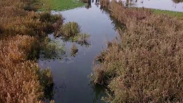 阿尔塞里奥湖甘蔗灌丛视频素材