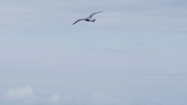 海鸥飞视频下载