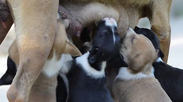 美国斯塔福德郡母犬哺乳幼犬视频素材