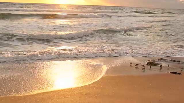 沿着金色海岸行走的鸟儿视频素材