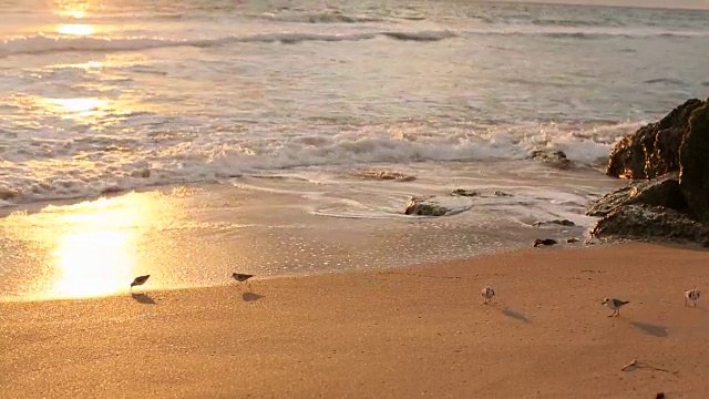 沿着金色海岸行走的鸟儿视频素材