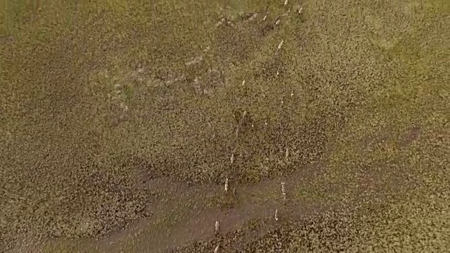 驯鹿在苔原上奔跑的鸟瞰图视频素材