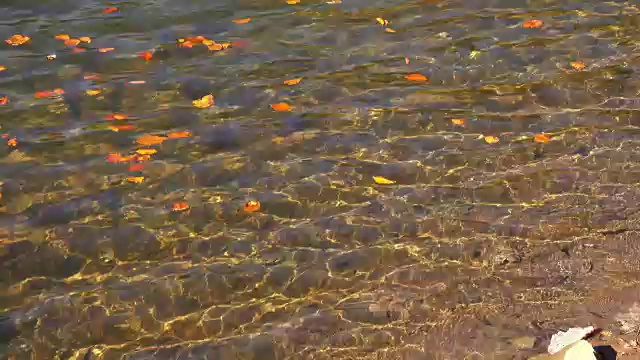 秋天的黄叶漂浮在水面上视频素材