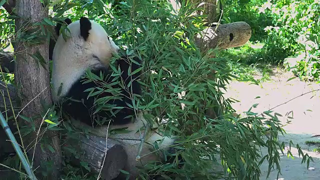 大熊猫吃竹子视频素材