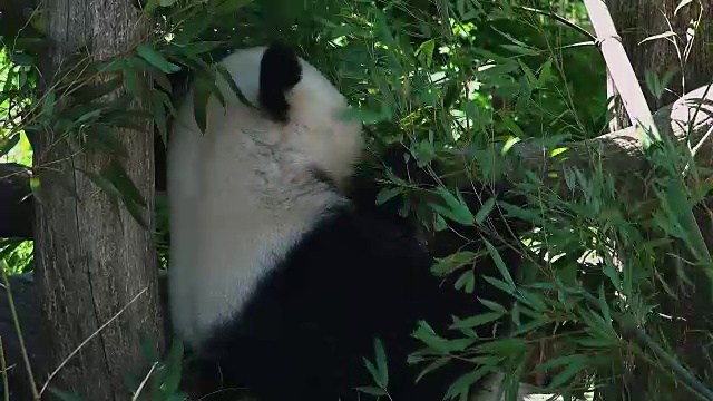 大熊猫吃竹子视频素材