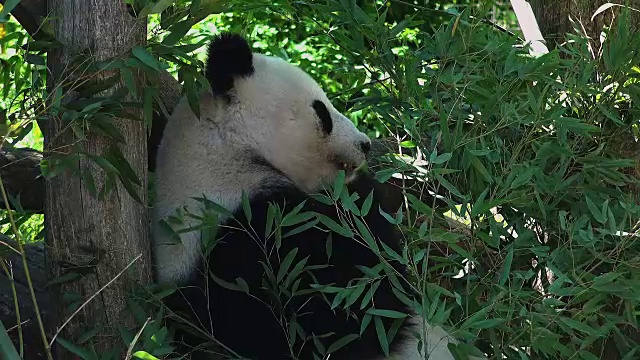 大熊猫吃竹子视频素材