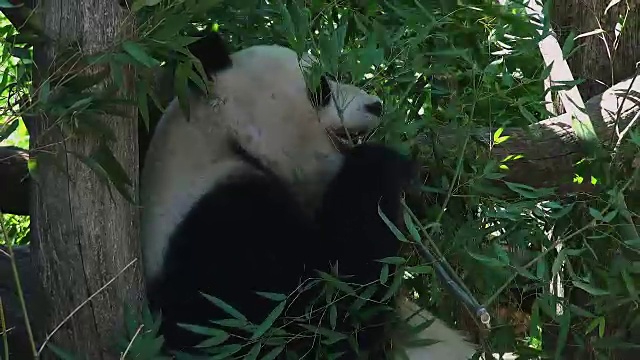 大熊猫吃竹子视频素材