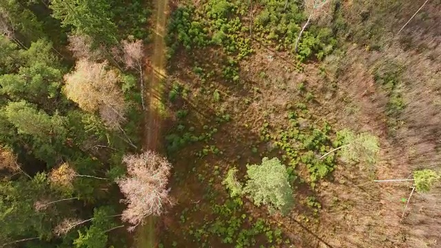 鸟瞰图:秋天巴伐利亚森林里的小路视频素材