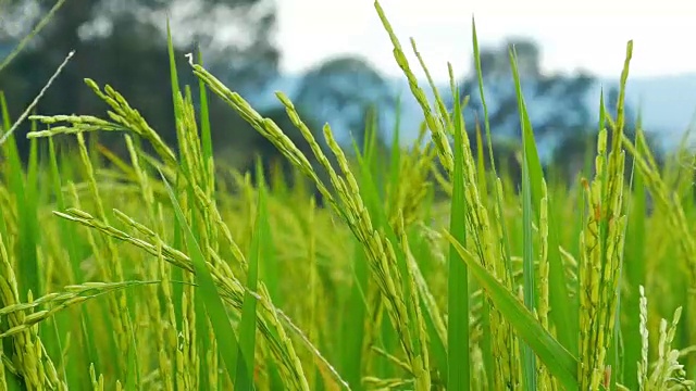 稻田在风中起舞视频素材