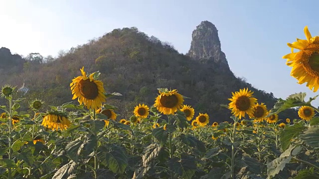 平移拍摄的向日葵与山和天空视频素材