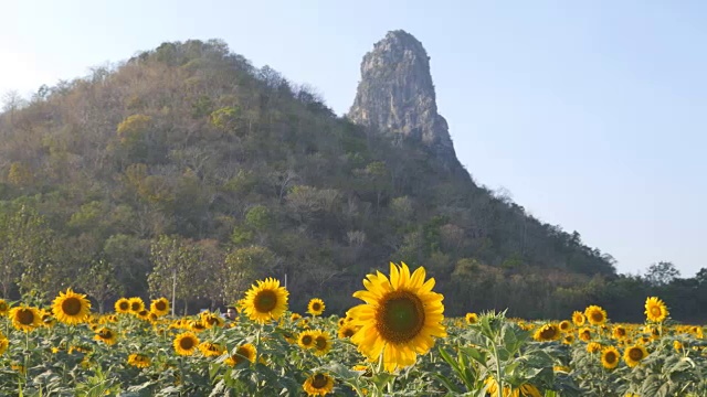 平移拍摄的向日葵与山和天空视频素材