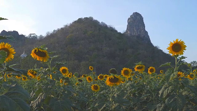 平移拍摄的向日葵与山和天空视频素材