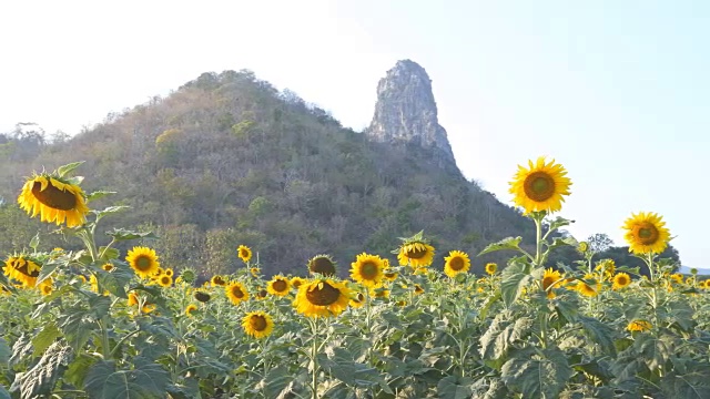 平移拍摄的向日葵与山和天空视频素材