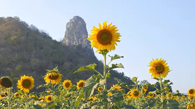 平移拍摄的向日葵与山和天空视频素材