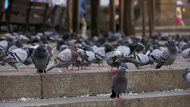 慢镜头里，许多鸽子在城市街道上吃东西视频素材