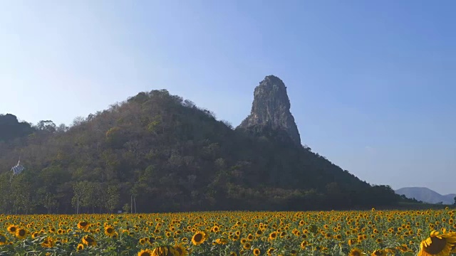 平移拍摄的向日葵与山和天空视频素材