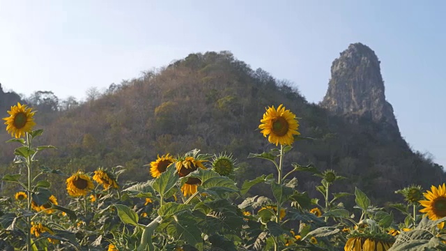 平移拍摄的向日葵与山和天空视频素材