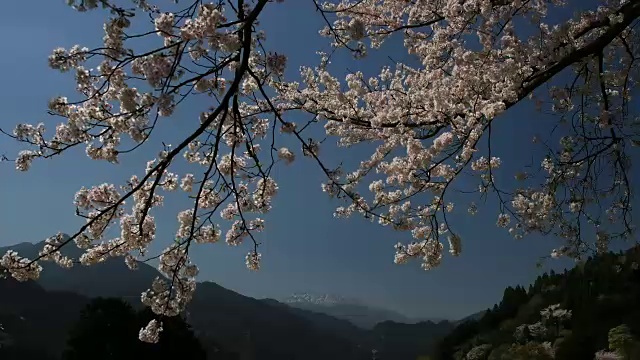 樱花盛开的长镜头和白雪覆盖的石冢山视频素材