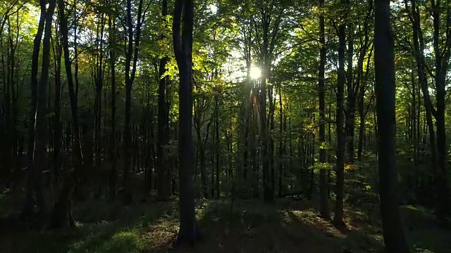 航拍山上秋天的森林树木。大自然绿色木材阳光背景。视频素材