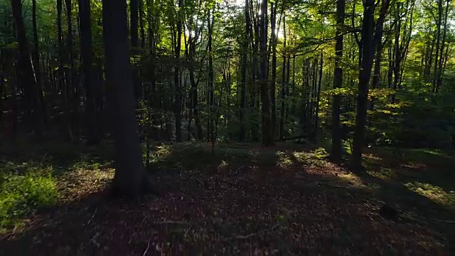 航拍山上秋天的森林树木。大自然绿色木材阳光背景。视频素材