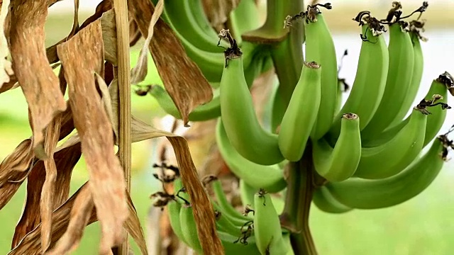 生香蕉果实挂在树上视频素材