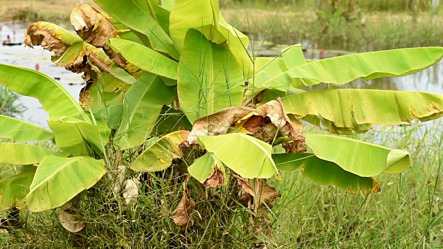 生长在大自然中的有机香蕉树视频素材