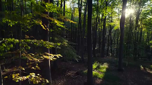 航拍山上秋天的森林树木。大自然绿色木材阳光背景。视频素材