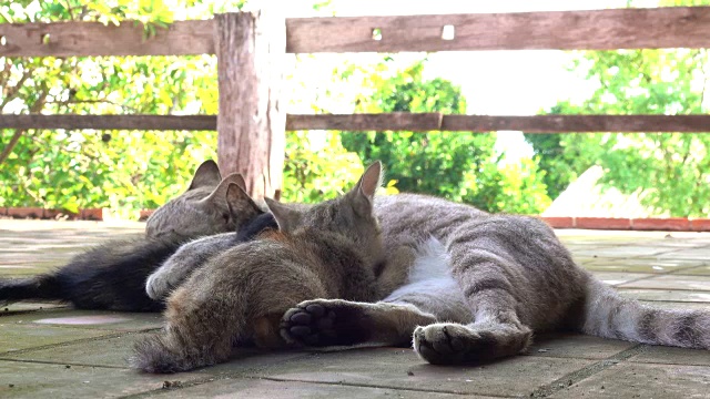 小猫吃牛奶视频素材