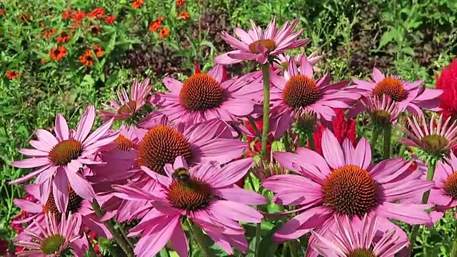 花园里有紫色的松果花(紫锥菊)和大黄蜂。视频素材