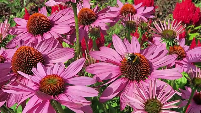 花园里有紫色的松果花(紫锥菊)和大黄蜂。视频素材