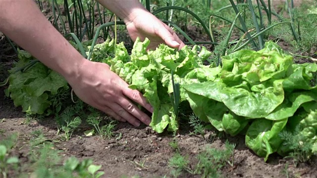 采摘生菜的慢动作视频视频素材