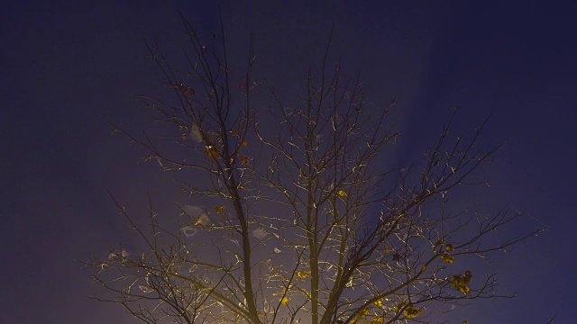 街道附近的树在夜晚被雾笼罩，被一盏雾灯照亮的树灯夜晚视频素材