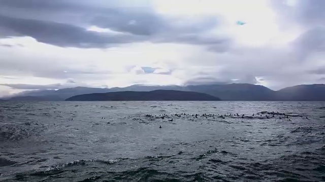 马其顿的普雷斯帕湖，鸟瞰图视频素材