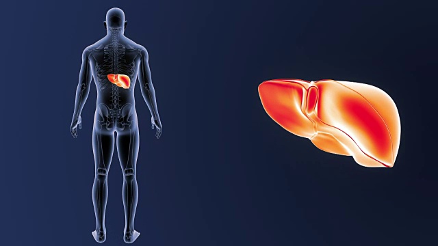 人体肝脏与骨骼放大视频素材