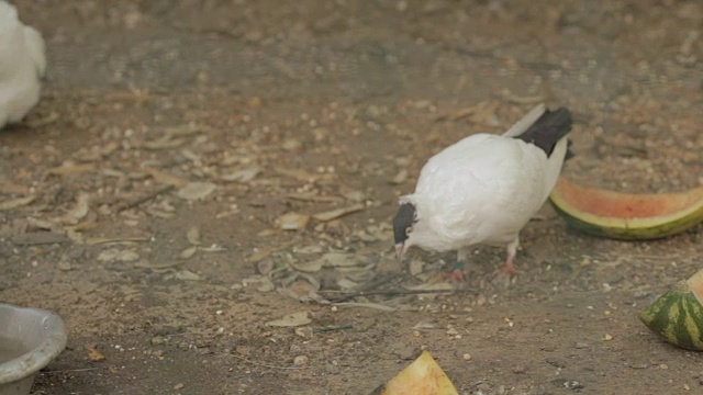 鸽子从碗里喝水视频素材