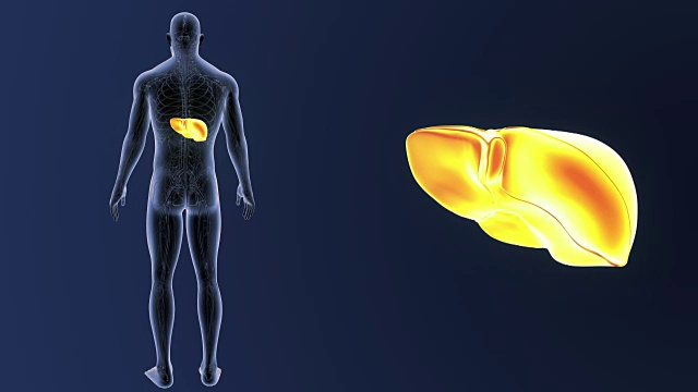 人的肝脏与循环系统相结合视频素材