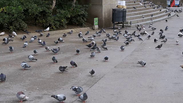 一群鸽子在城市公园外面吃面包。慢动作视频素材