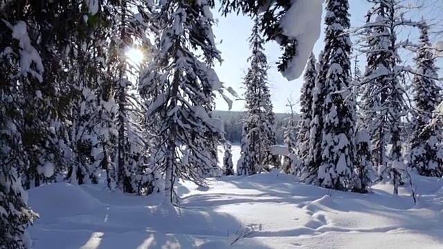 阳光明媚的白雪覆盖森林视频素材