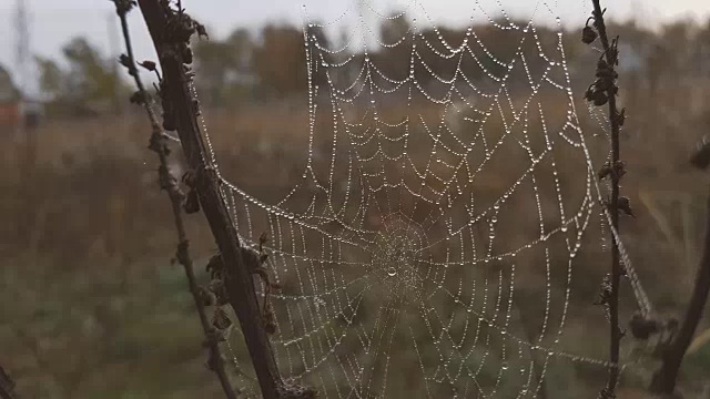 露珠结成的大网在风中颤抖视频素材